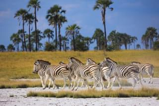 Zebras In Makgadikgadi Pans