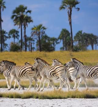Zebras In Makgadikgadi Pans