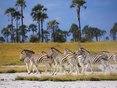 Zebras in Makgadikgadi Pans Zebras in Makgadikgadi Pans