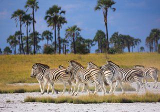 Zebras In Makgadikgadi Pans