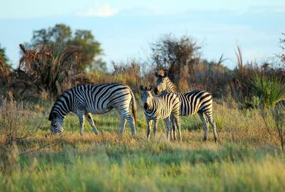 Zebras in the Delta Botswana
