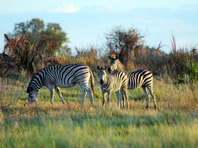 Zebras in the Delta Botswana Zebras in the Delta Botswana