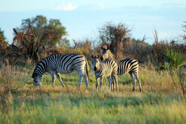 Zebras in the Delta Botswana Zebras in the Delta Botswana
