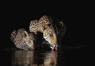 Zimanga Overnight Hide Leopards