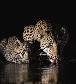 Zimanga Overnight Hide Leopards Zimanga Overnight Hide Leopards