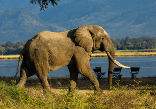 Zimbabwe Mana Pools Canva Pro Zimbabwe Mana Pools Canva Pro