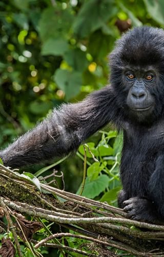 Baby Eastern Lowland Gorilla wildlife shot Congo canva pro