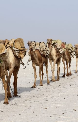 Camels caravan carrying salt in Africas Danakil Desert Ethiopia Canva Pro