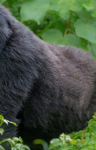 Silverback mountain gorilla in Uganda canva pr