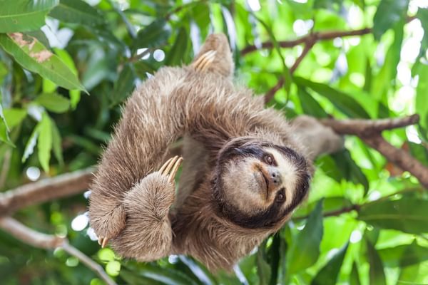 Sloth in Panama canva Pro Sloth in Panama canva Pro
