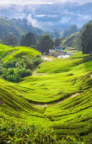 Tea plantation in Cameron Highlands Malaysia canva Pro