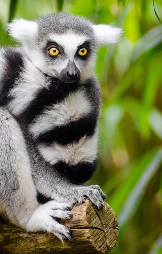 White and Black Animal Sitting on a Branch canva pro
