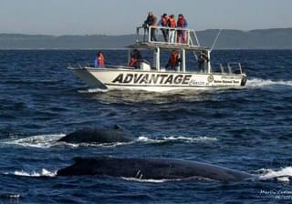 Advantage Whale Watching Trip