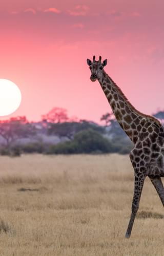 Giraffe and sunset Botswana Africa