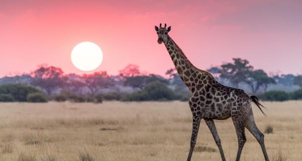 Giraffe and sunset Botswana Africa