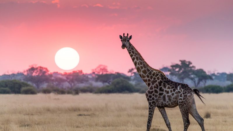 Giraffe and sunset Botswana Africa