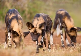 Africanwildd Africanwildd