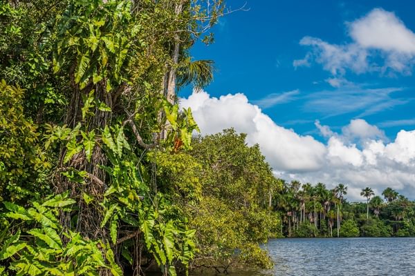 River peruvian Amazon jungle Madre de Dios Peru Canva Pro River peruvian Amazon jungle Madre de Dios Peru Canva Pro