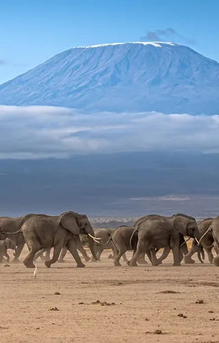 Elephants amboseli
