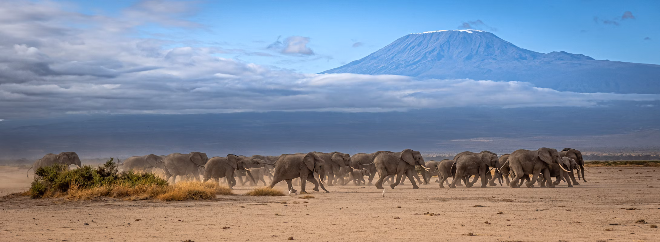 Elephants amboseli Elephants amboseli