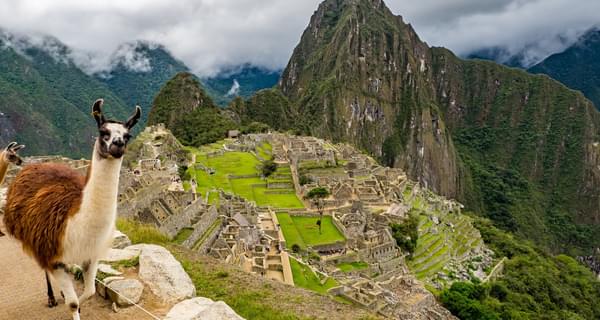 Peru llama Machu Picchu