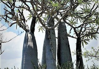 Anakao Pachypodiums Anakao Pachypodiums