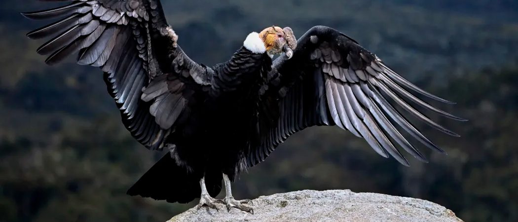 Andean condor ecuador