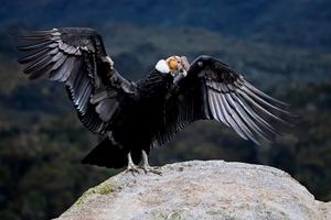 Andean condor ecuador