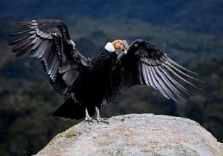 Andean condor ecuador Andean condor ecuador