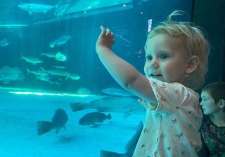 Aquarium Aquarium