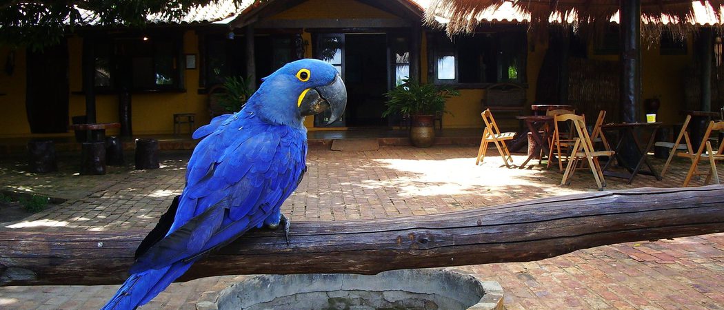 Hyacinth Macaw at entrance Araras Ecolodge Pantanal Brazil