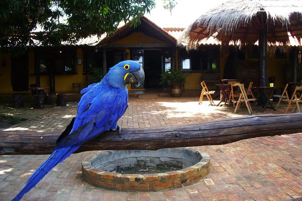 Hyacinth Macaw at entrance Araras Ecolodge Pantanal Brazil Hyacinth Macaw at entrance Araras Ecolodge Pantanal Brazil