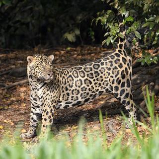 Jaguar Araras Ecolodge Pantanal Brazil Jaguar Araras Ecolodge Pantanal Brazil