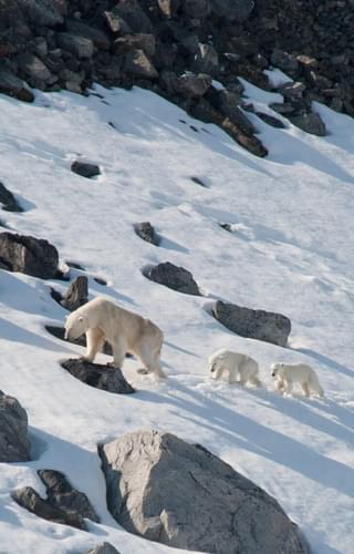 Mother polar bear and cubs Svalbard Arctic Polar min