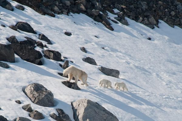 Mother polar bear and cubs Svalbard Arctic Polar min Mother polar bear and cubs Svalbard Arctic Polar min