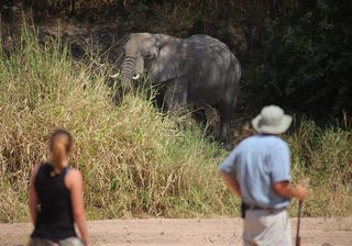 Authentic Walking Experiences In Ruaha