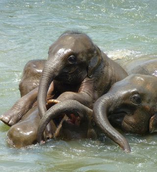 Baby Elephants In  Sri  Lanka