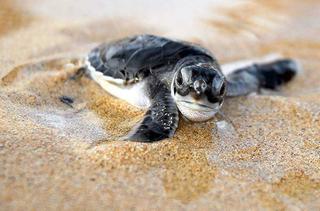 Baby Turtle Principe