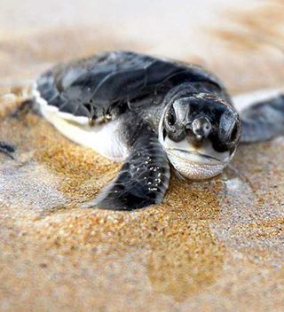 Baby Turtle Principe Baby Turtle Principe