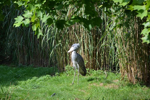 Shoebill Bangweulu Park Zambia Pixabay Shoebill Bangweulu Park Zambia Pixabay
