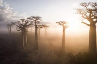 Baobab Tree Of Life