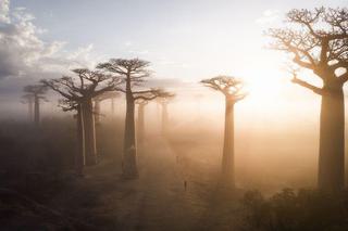 Baobab Tree Of Life Baobab Tree Of Life
