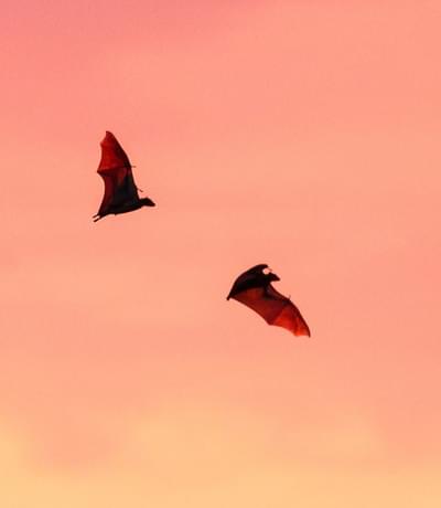 Bat Migration Gilmour Dickson Kasanka National Park 