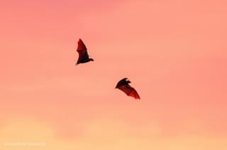 Bat Migration Zambia