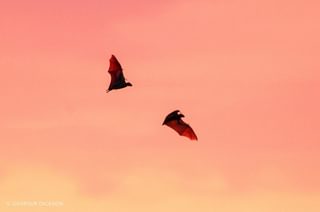 Bat Migration Zambia Bat Migration Zambia
