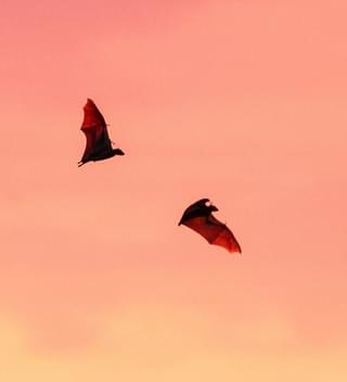 Bat Migration Zambia