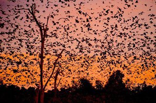 Bats At Kasanka National Bats At Kasanka National