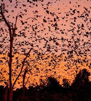 Bats At Kasanka National