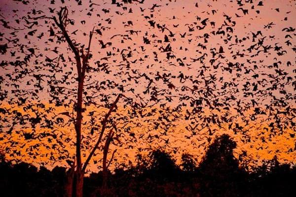 Bats At Kasanka National Bats At Kasanka National