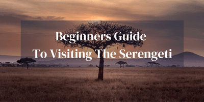 Beginners Guide To Serengeti